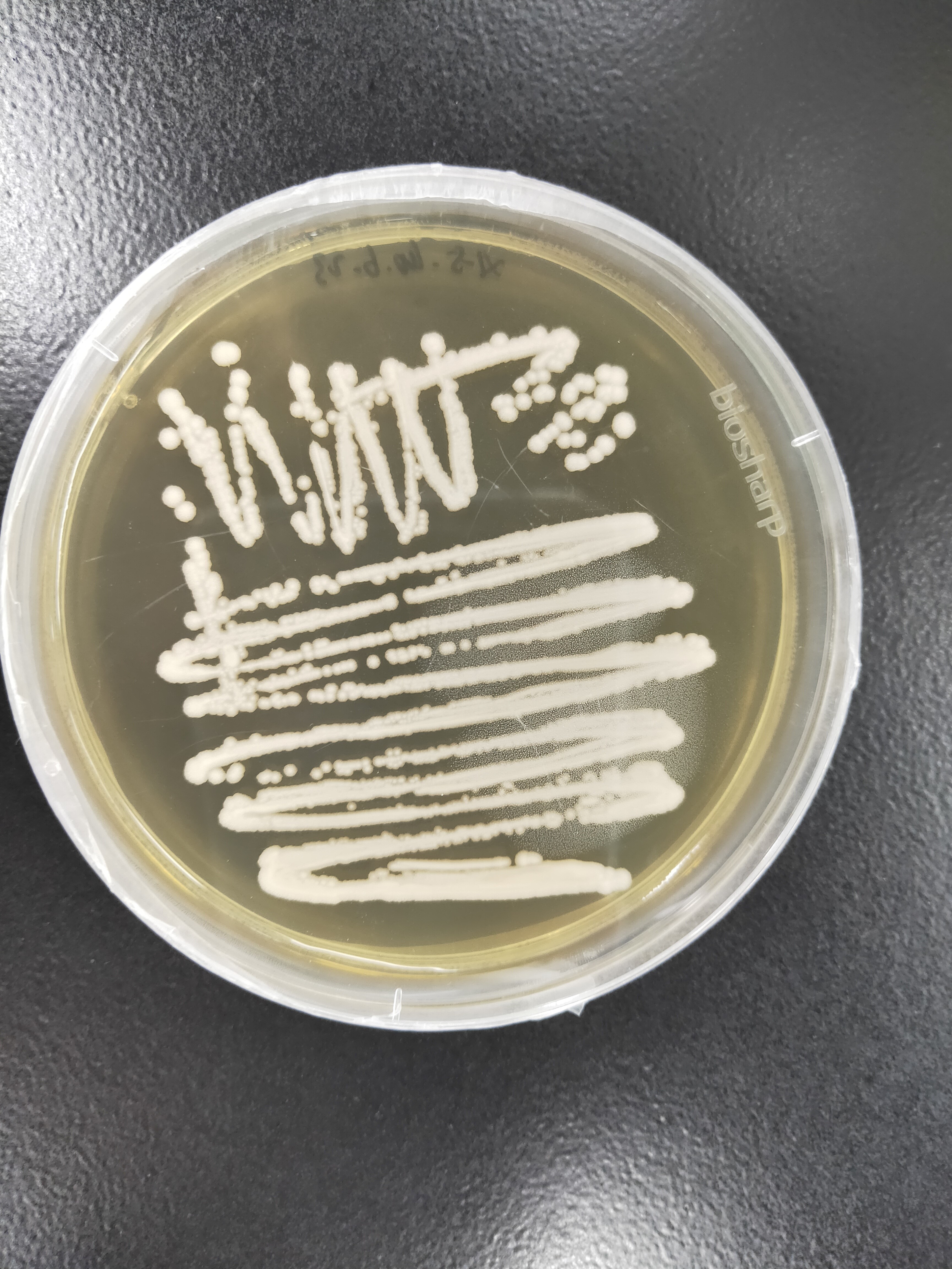 ICAB 10279 Abnormal Wickham yeast has high tolerance