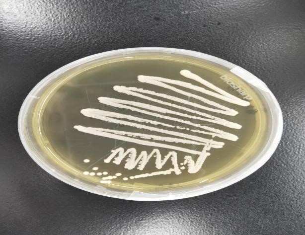 ICAB 10280 Abnormal Wickham yeast high yield ester