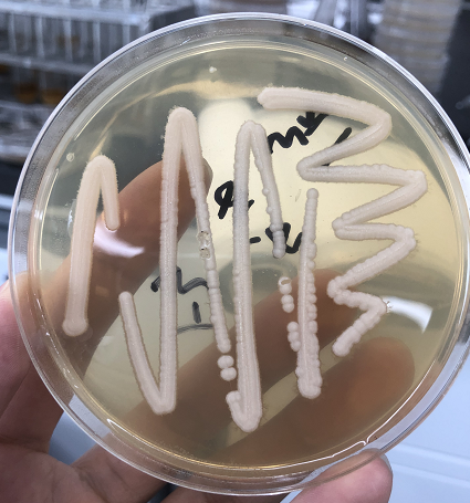 ICAB 10308 Abnormal Hansenyeast