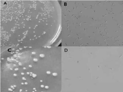 ICAB 2052 caproic acid bacteria