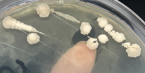 ICAB 2054 Bacillus subtilis