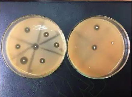 ICAB 2055 Lactic acid bacteria