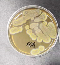 ICAB 3027 m Aspergillus