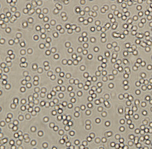 ICAB 10276 Yeast produced low ethanol and high ethyl acetate