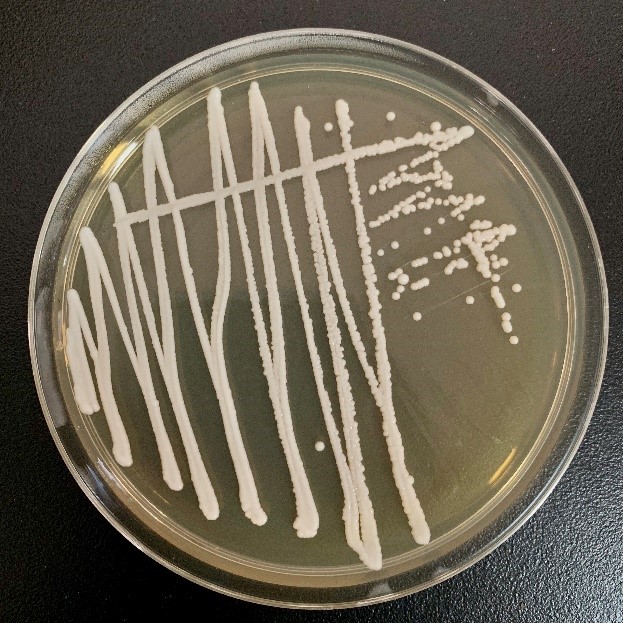 ICAB 10276 Yeast produced low ethanol and high ethyl acetate