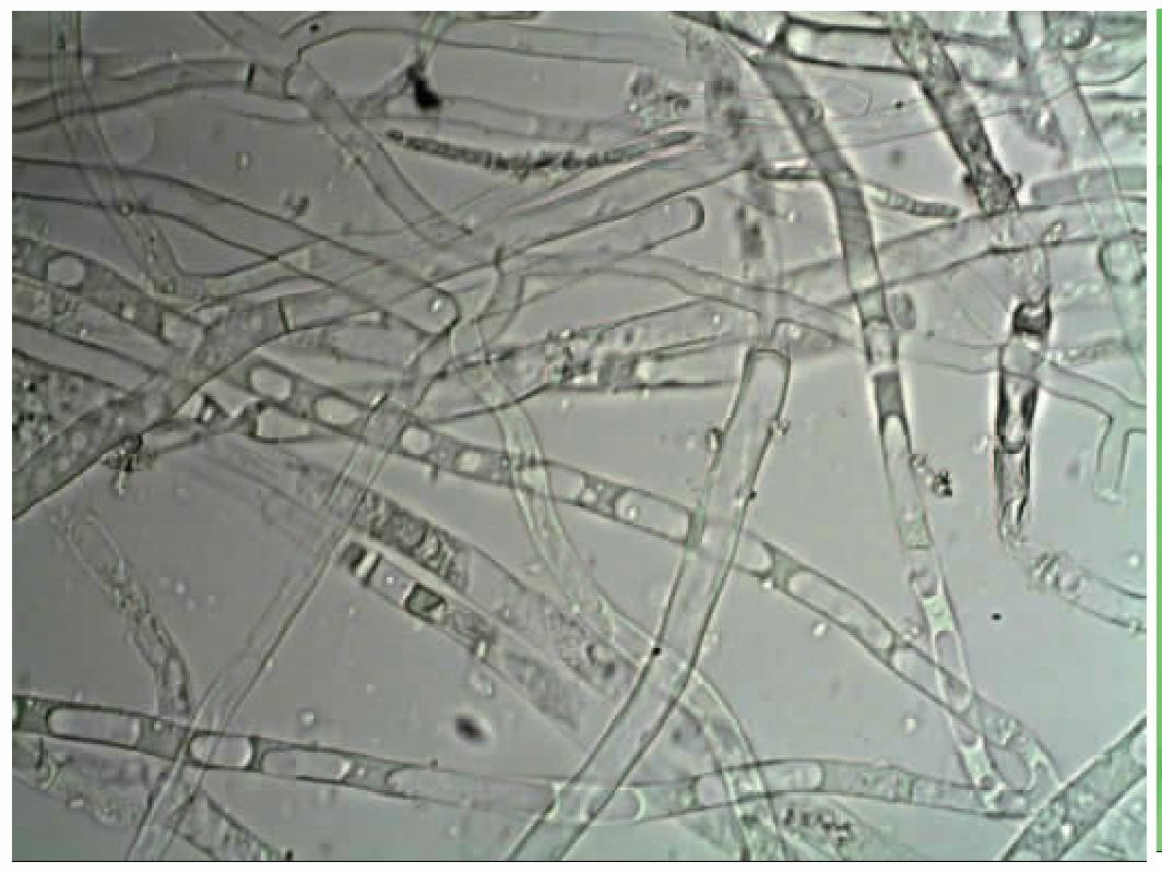 ICAB 10282 Fermentation of apple juice by Trichotrichum albopicum does not produce ethanol以上翻译结果来自有道神经网络翻译（YNMT）· 通用场景