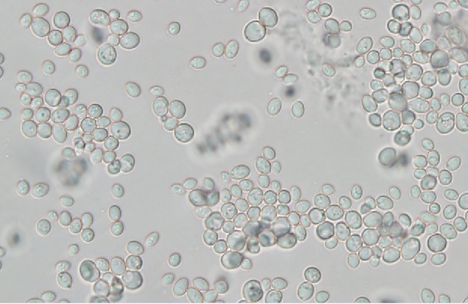 ICAB 10097 Saccharomyces cerevisiae low urea production