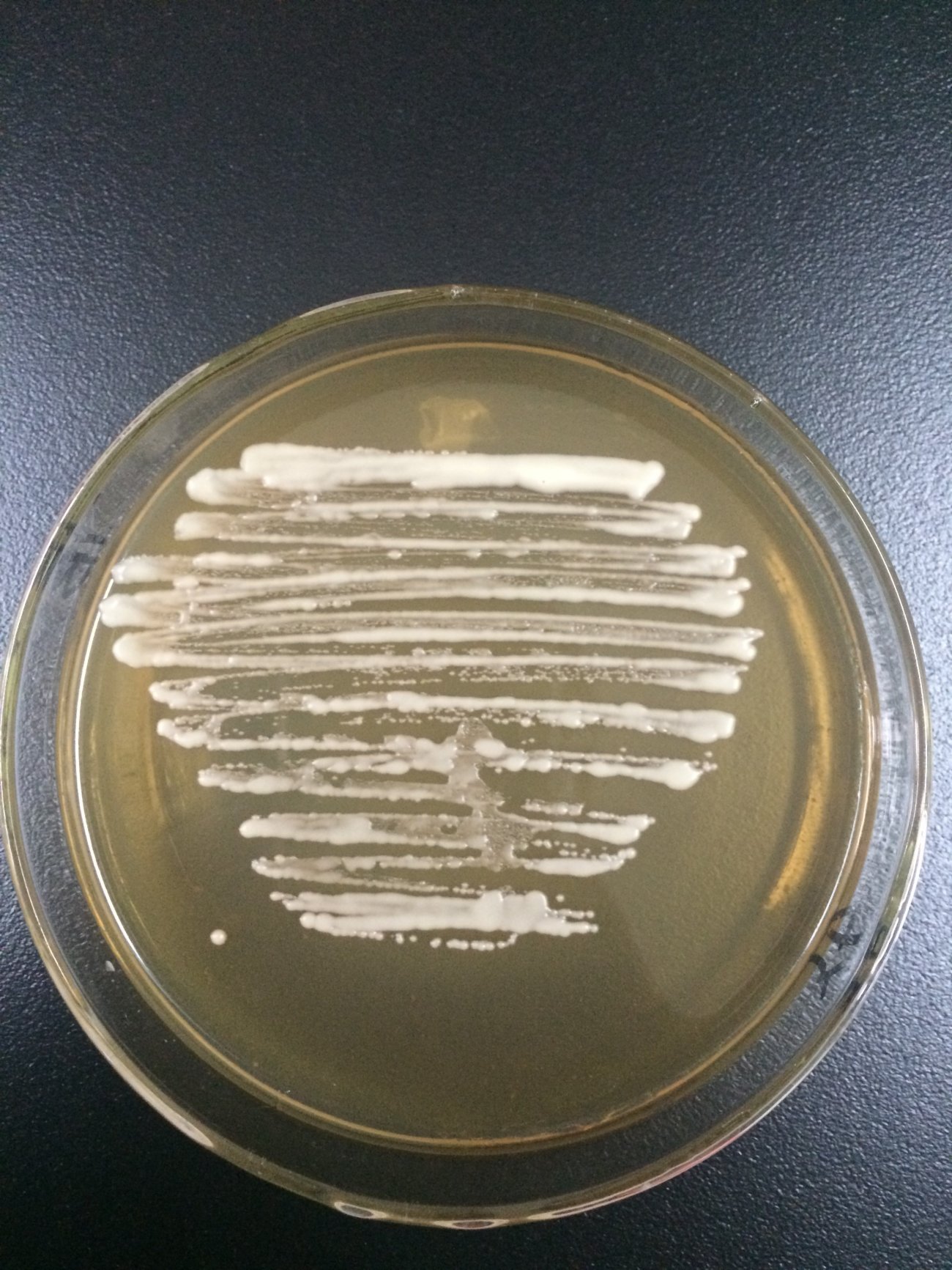 ICAB 10097 Saccharomyces cerevisiae low urea production