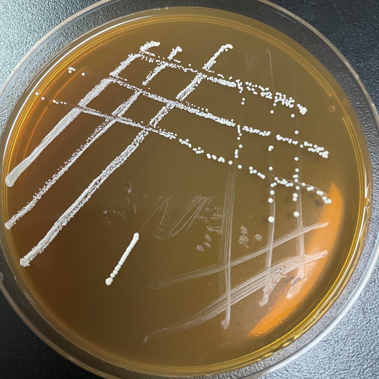 ICAB 2012 Lactobacillus plantarum has high malic-lactic acid conversion and degrades bioamines