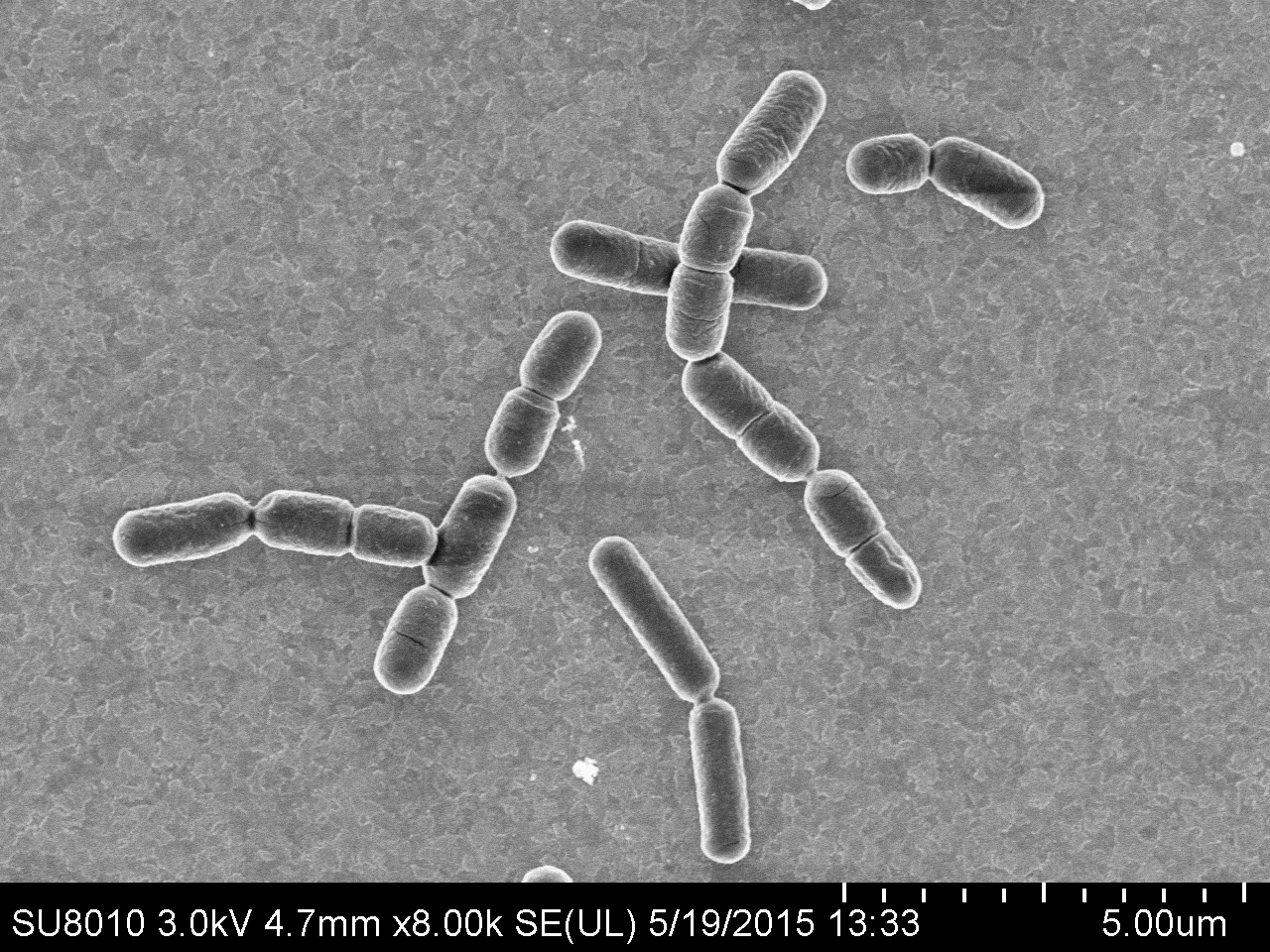 ICAB 2057 Bacillus subtilis subspecies Natto production strain