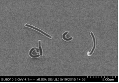 ICAB 2056 Lactobacillus germani subspecies D-lactic acid production strain