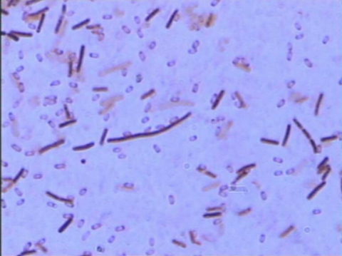 ICAB 2035 hydrolysis of Bacillus amyloides high-yielding protease