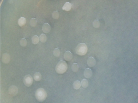 ICAB 2035 hydrolysis of Bacillus amyloides high-yielding protease