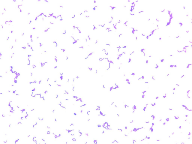 ICAB 2043 Lactobacillus plantarum is resistant to high temperature, fermented cheese